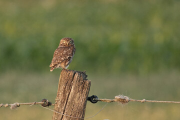 teinkauz (Athene noctua)