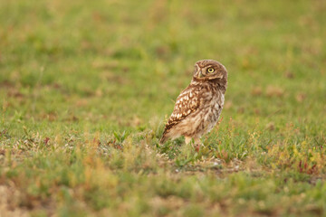 teinkauz (Athene noctua)