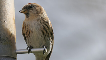Lesser Redpoll feeding from a Feeder at bird table in UK