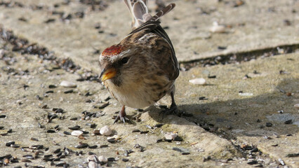 lesser redpoll feeding from the ground