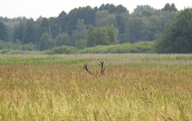 jeleń © Krzysztof