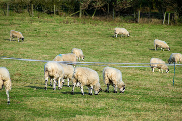 Obraz na płótnie Canvas Sheep group on a green field in England