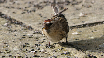 lesser redpoll feeding from the ground