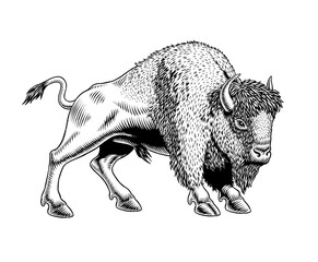 Buffalo - American Bison. Black and white engraving style vector illustration. - obrazy, fototapety, plakaty