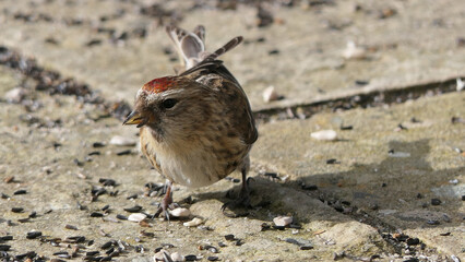 lesser redpoll feeding from the ground