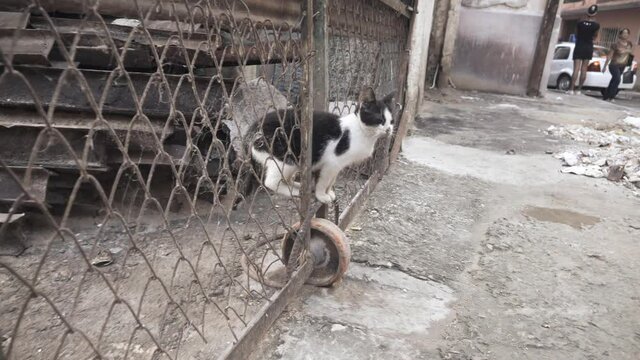 Stray cat on the streets of havana, Cuba