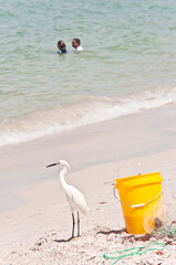 Fototapeta na wymiar front view, medium distance of a yellow pail and a snowy egret, standing on a tropical shoreline on a sunny day with two people in the water
