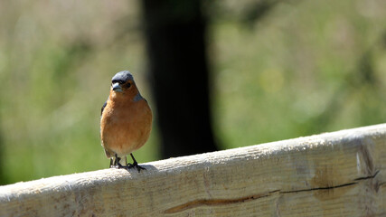 Chaffinch sitting on a fence UK