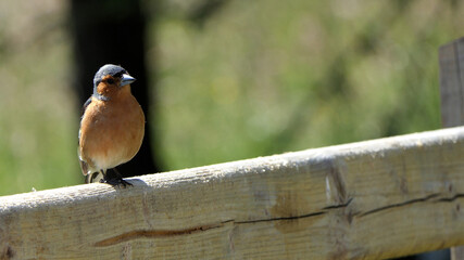 Chaffinch sitting on a fence UK