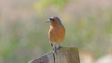 Chaffinch sitting on a fence UK