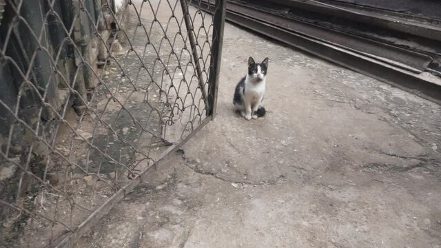 Stray cat on the streets of havana, Cuba