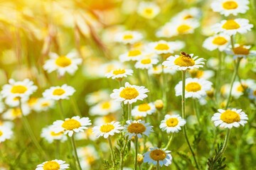 Chamomile flower field. Camomile in the nature at sunny day in sun light