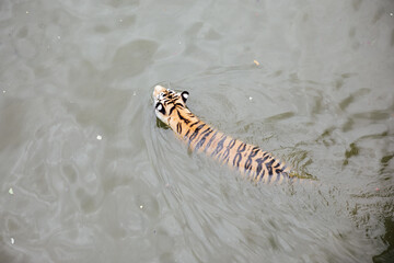 animal tiger swims in the river for hunting