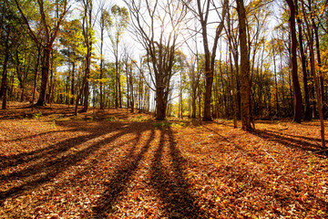 Long afternoon shadows in woods at Case Mountain in Connecticut.