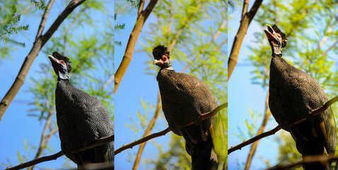 Guineafowl sequence of 3 photos show a Guinea Fowl cry or calling.  