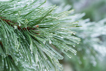 Naklejka na ściany i meble Frozen pine, winter background, ice on branches and needles, frost, New Year. 