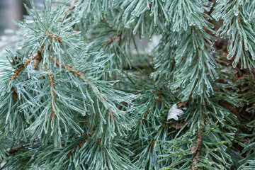 Frozen pine, winter background, ice on branches and needles, frost, New Year.
