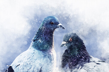 Portrait of two Pigeon birds, watercolor painting. Bird illustration.