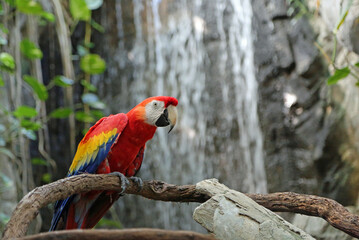 Scarlet macaw and waterfall © jerzy