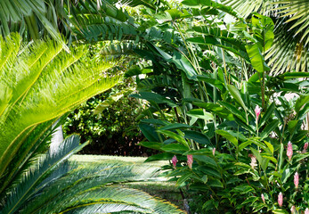 Lush tropical plants, palm tree, ginger lily, and heliconias landscaped in a backyard garden on a...