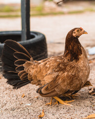 chicken