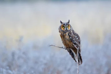 Fototapeten Long Ear Owl © Jennifer Chen