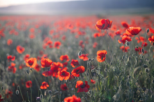 Red poppies close-up on an endless field with beautiful sunlight © grthirteen