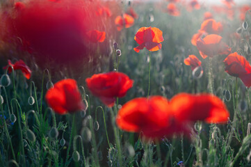 Red poppies close-up on an endless field with beautiful sunlight