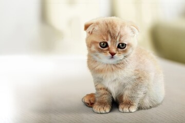 Small cute kitten sitting and looking away