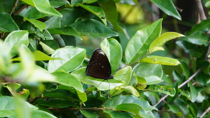 葉に乗ってお休みヤエヤマムラサキ