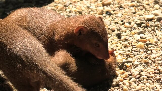 Common dwarf mongoose mother cleaning her pup. Helogale parvula species from mongoose family Herpestidae. Living in Angola, northern Namibia, KwaZulu-Natal of South Africa, and Zambia.