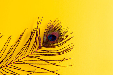 Obraz premium Peacock feather on yellow background, carnival concept.