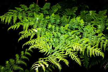 Close up of a Green Fern Branch With a Dark Background