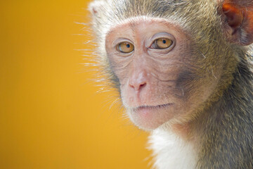 可愛いサル