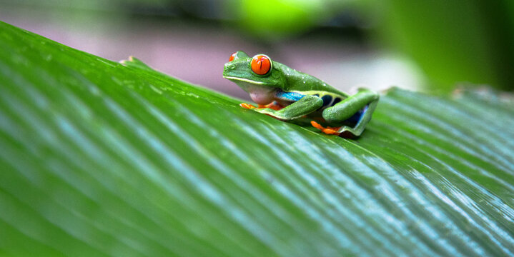 Frog in Costa Rica (summer)