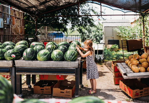 Young girl looking at watermelon at local farmers market in summer
