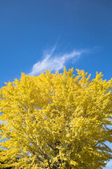 Fototapeta premium 青空をバックに黄色く色づいたイチョウの葉 