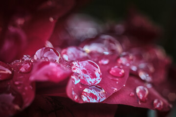 Glimmering Water Droplets on Red Rose Petal After Rainstorm