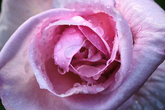 Glimmering Water Droplets on Pink Rose Petals After Rainstorm