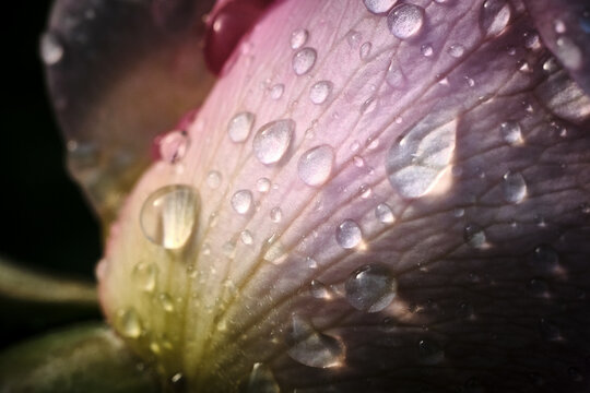 Glimmering Water Droplets on Pink Rose Petal After Rainstorm