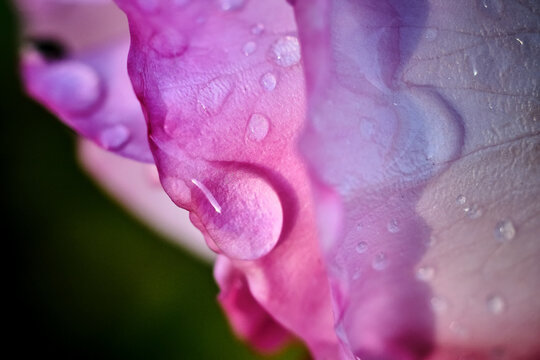 Glimmering Water Droplets on Pink Rose Petal After Rainstorm