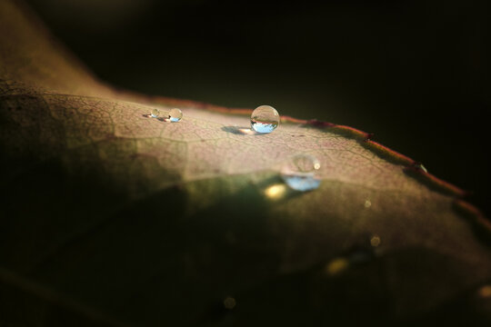 Glimmering Water Droplets on Multicolored Leaf After Rainstorm