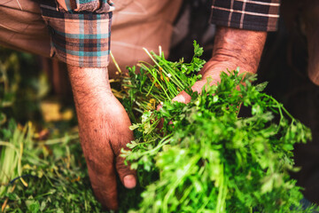 Person in plaid shirt grabbing bunch of coriander in local market