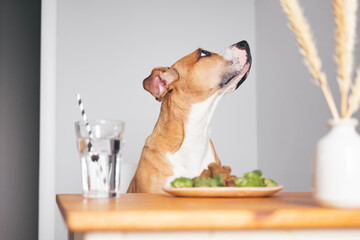 Dog sits at the kitchen table looking away, having breakfast, do