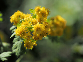 アワコガネギク