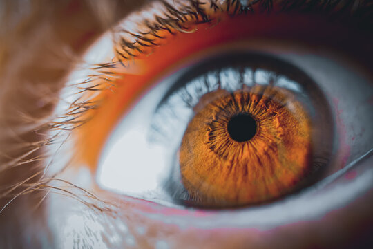 man brown eye, brown iris