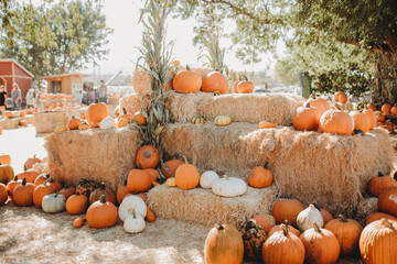 Pumpkin display for pumpkin patch for fall
