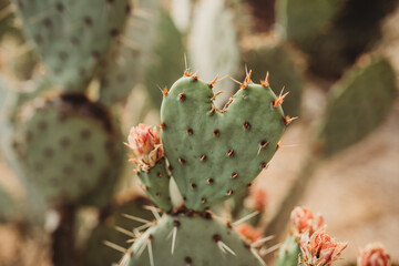 Cactus shaped heart in the desert