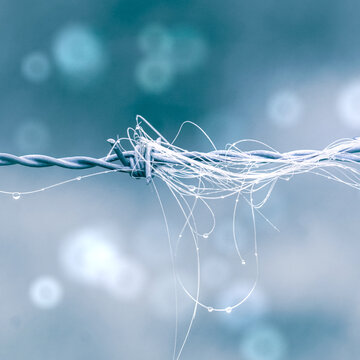 animal hair on the barbed wire fence