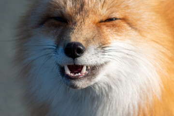 A close-up portrait of a wild young red fox's muzzle staring forward with a long snout. The animal has a pointy nose, long black whiskers, white and red fur chest. An open mouth shows its white teeth.